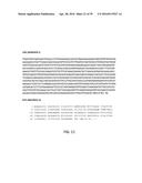 COMPOSITIONS, KITS, AND RELATED METHODS FOR DETECTING AND/OR MONITORING     SHIGA TOXIN PRODUCING ESCHERICHIA COLI diagram and image