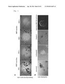 ARRAYS OF DISCRETE CELL CULTURE MICROENVIRONMENTS, METHOD OF MAKING SUCH     ARRAYS AND USES THEREOF diagram and image
