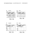 COMPOSITIONS, METHODS, AND ASSAYS FOR ANALYZING THE STRUCTURE, FUNCTION,     AND ACTIVITY OF MEMBRANE PROTEINS diagram and image