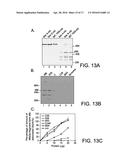 COMPOSITIONS, METHODS, AND ASSAYS FOR ANALYZING THE STRUCTURE, FUNCTION,     AND ACTIVITY OF MEMBRANE PROTEINS diagram and image