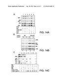 COMPOSITIONS, METHODS, AND ASSAYS FOR ANALYZING THE STRUCTURE, FUNCTION,     AND ACTIVITY OF MEMBRANE PROTEINS diagram and image