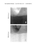 POSITIVE ELECTRODE ACTIVE MATERIAL CONTAINING SOLID SOLUTION ACTIVE     MATERIAL, POSITIVE ELECTRODE CONTAINING THE POSITIVE ELECTRODE ACTIVE     MATERIAL, AND NON-AQUEOUS ELECTROLYTE SECONDARY BATTERY USING THE     POSITIVE ELECTRODE diagram and image