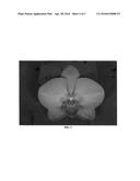 Phalaenopsis orchid plant named  PHALDIQYK  diagram and image