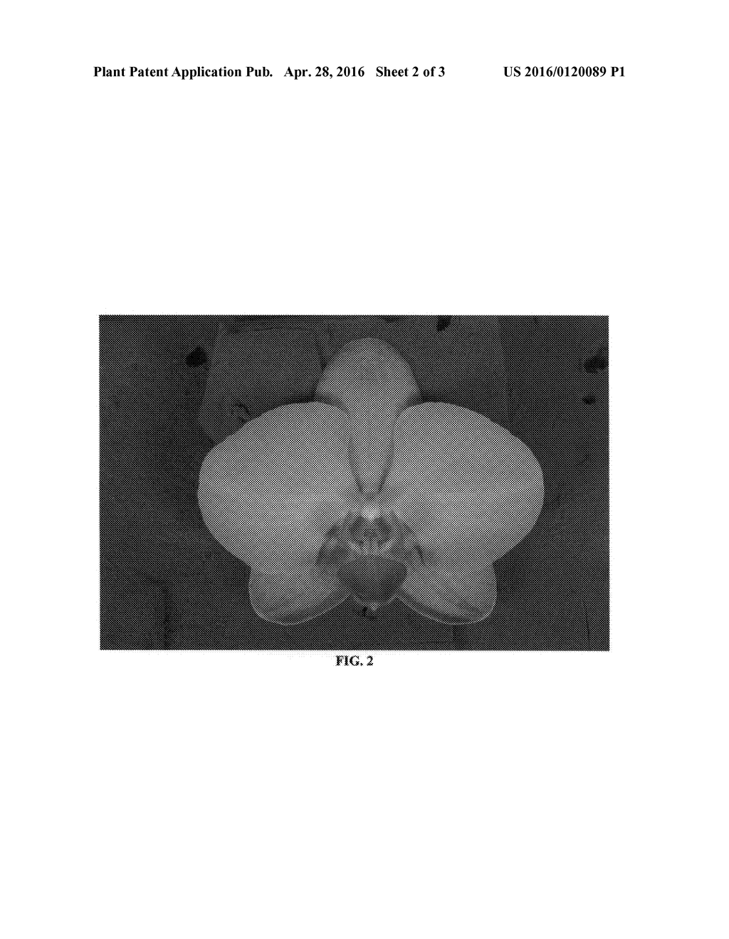 Phalaenopsis orchid plant named 'PHALDIQYK' - diagram, schematic, and image 05