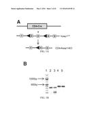 COMPOSITIONS AND METHODS FOR THE STUDY AND TREATMENT OF ACUTE KIDNEY     INJURY diagram and image