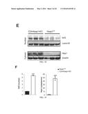 COMPOSITIONS AND METHODS FOR THE STUDY AND TREATMENT OF ACUTE KIDNEY     INJURY diagram and image