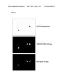 PHARMACEUTICAL COMPOSITIONS COMPRISING VESICLES diagram and image