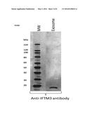 PHARMACEUTICAL COMPOSITIONS COMPRISING VESICLES diagram and image