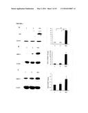 Anti-Fibrogenic Compounds, Methods and Uses Thereof diagram and image