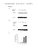 Anti-Fibrogenic Compounds, Methods and Uses Thereof diagram and image