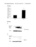 Anti-Fibrogenic Compounds, Methods and Uses Thereof diagram and image