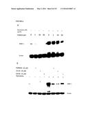 Anti-Fibrogenic Compounds, Methods and Uses Thereof diagram and image