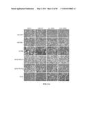 Novel Suicidal LSD1 Inhibitors Targeting SOX2-Expressing Cancer Cells diagram and image