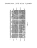 Novel Suicidal LSD1 Inhibitors Targeting SOX2-Expressing Cancer Cells diagram and image