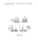 Novel Suicidal LSD1 Inhibitors Targeting SOX2-Expressing Cancer Cells diagram and image