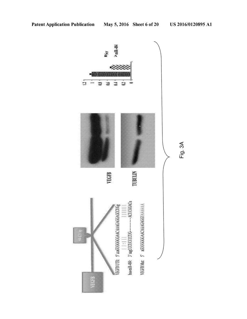 MicroRNAs useful for Treating Ovarian Cancer - diagram, schematic, and image 07