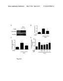 METHODS AND USES OF SLIT FOR TREATING FIBROSIS diagram and image