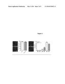 STABLE NEURAL STEM CELLS COMPRISING AN EXOGENOUS POLYNUCLEOTIDE CODING FOR     A GROWTH FACTOR AND METHODS OF USE THEREOF diagram and image