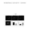 STABLE NEURAL STEM CELLS COMPRISING AN EXOGENOUS POLYNUCLEOTIDE CODING FOR     A GROWTH FACTOR AND METHODS OF USE THEREOF diagram and image