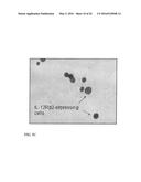 IL-12 COMPOSITIONS AND METHODS OF USE IN HEMATOPOIETIC RECOVERY diagram and image