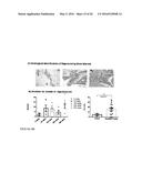 IL-12 COMPOSITIONS AND METHODS OF USE IN HEMATOPOIETIC RECOVERY diagram and image