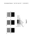 Use of Klotho Nucleic Acids or Proteins for Treatment of Diabetes and     Diabetes-Related Conditions diagram and image