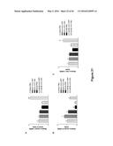 Use of Klotho Nucleic Acids or Proteins for Treatment of Diabetes and     Diabetes-Related Conditions diagram and image