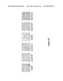 Use of Klotho Nucleic Acids or Proteins for Treatment of Diabetes and     Diabetes-Related Conditions diagram and image