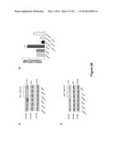 Use of Klotho Nucleic Acids or Proteins for Treatment of Diabetes and     Diabetes-Related Conditions diagram and image