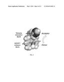 Bioorthogonal Turn-on Probes diagram and image