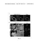 Bioorthogonal Turn-on Probes diagram and image