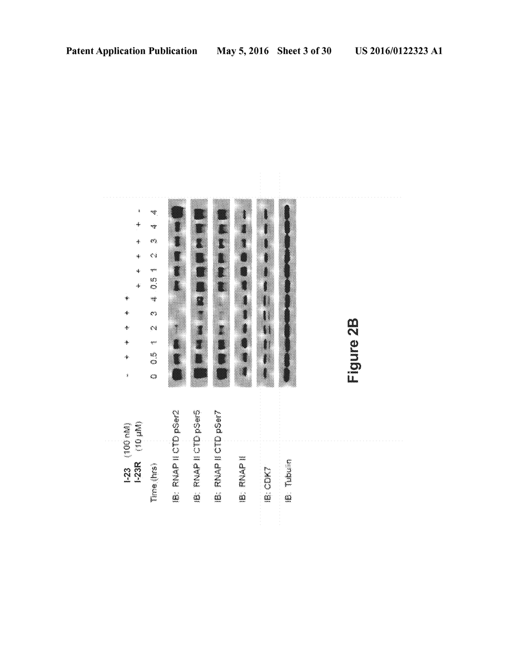 INHIBITORS OF CYCLIN-DEPENDENT KINASE 7 (CDK7) - diagram, schematic, and image 04