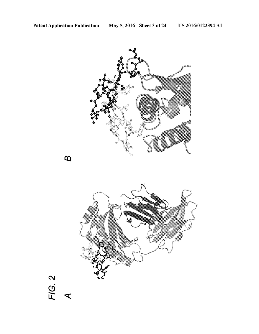 FC RECEPTOR (FcRn) BINDING PEPTIDES AND USES THEREOF - diagram, schematic, and image 04