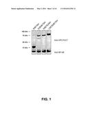 THERAPEUTIC HPV16 VACCINES diagram and image