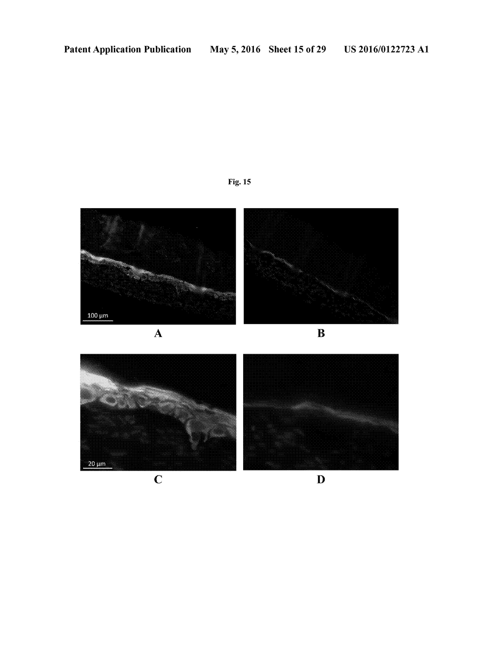 ENGINEERED THREE-DIMENSIONAL SKIN TISSUES, ARRAYS THEREOF, AND METHODS OF     MAKING THE SAME - diagram, schematic, and image 16