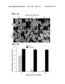 Recombinant Baculovirus Expression Vector and Cell diagram and image