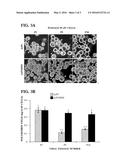 Recombinant Baculovirus Expression Vector and Cell diagram and image