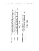 NOVEL MOLECULES OF THE CARD-RELATED PROTEIN FAMILY AND USES THEREOF diagram and image