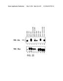 NOVEL MOLECULES OF THE CARD-RELATED PROTEIN FAMILY AND USES THEREOF diagram and image