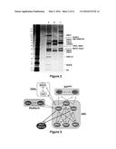 PROTEIN INVOLVED IN DNA REPLICATION, AND MODULATION OF ITS ACTIVITY diagram and image