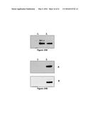 PROTEIN INVOLVED IN DNA REPLICATION, AND MODULATION OF ITS ACTIVITY diagram and image