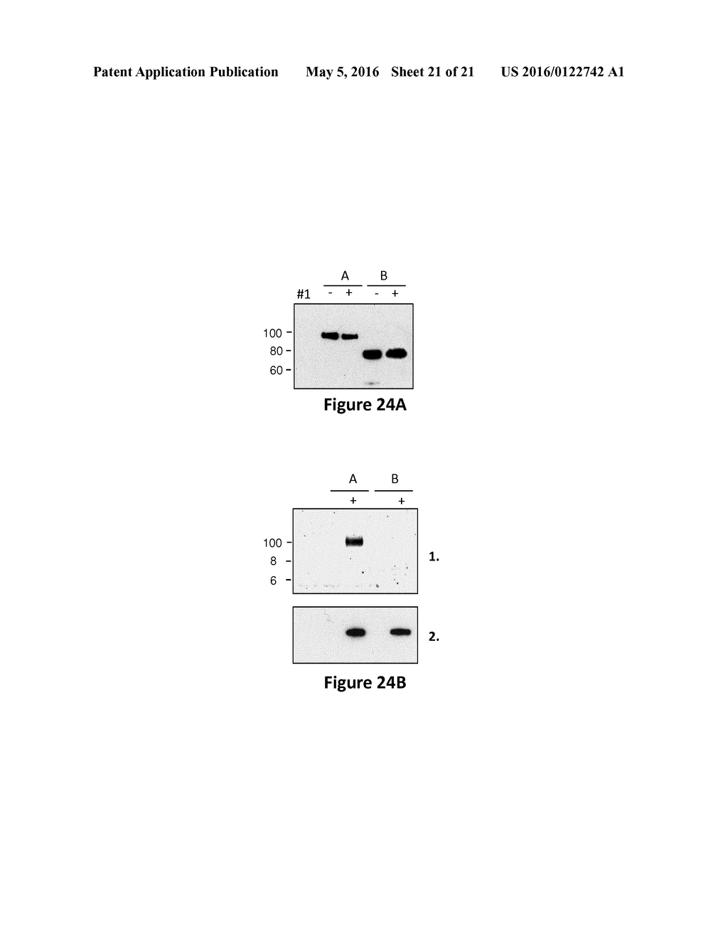 PROTEIN INVOLVED IN DNA REPLICATION, AND MODULATION OF ITS ACTIVITY - diagram, schematic, and image 22