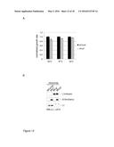 SCREENING FOR INHIBITORS OF RIBOSOME BIOGENESIS diagram and image