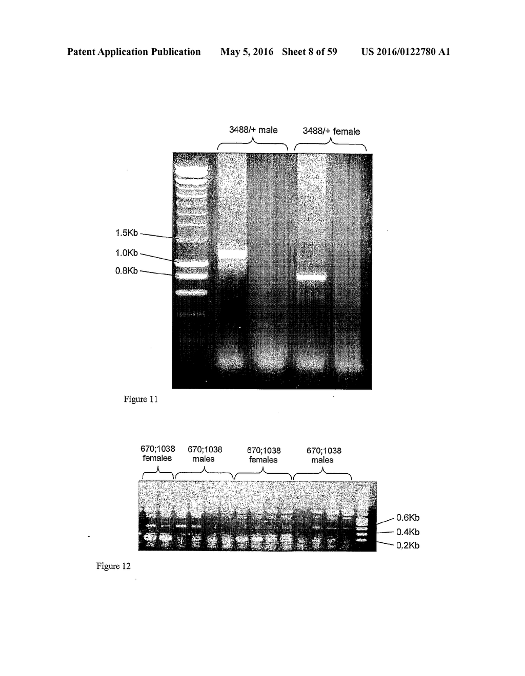 GENE EXPRESSION SYSTEM USING ALTERNATIVE SPLICING IN INSECTS - diagram, schematic, and image 09