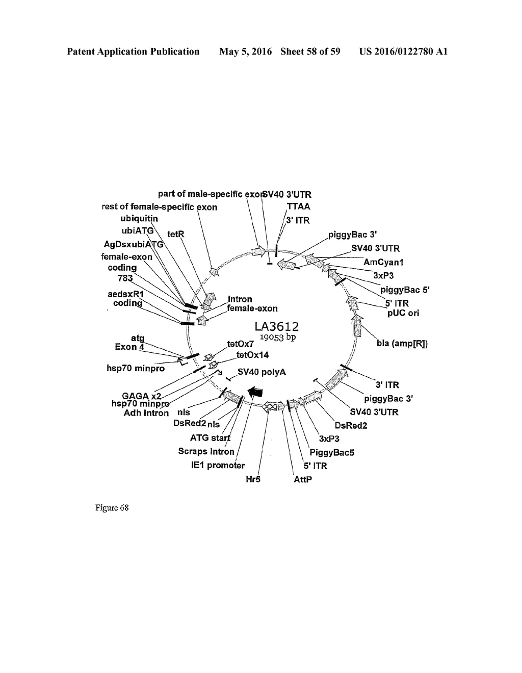 GENE EXPRESSION SYSTEM USING ALTERNATIVE SPLICING IN INSECTS - diagram, schematic, and image 59