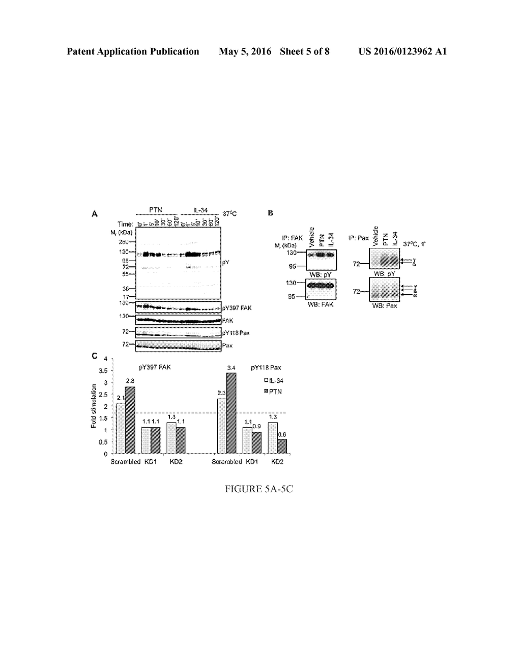 IL-34 RECEPTOR ASSAYS AND USES THEREOF - diagram, schematic, and image 06