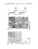 METHODS FOR STRATIFYING NON-RESPONDERS TO THERAPIES THAT BLOCK PD1/PDL1     AXIS diagram and image