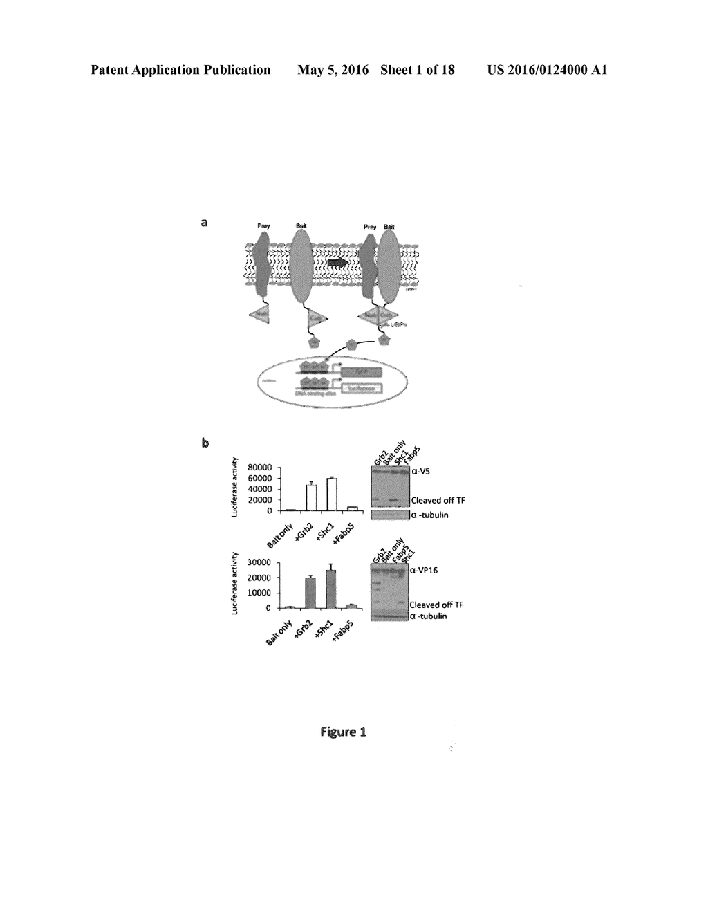 DETECTION OF PROTEIN TO PROTEIN INTERACTIONS - diagram, schematic, and image 02