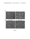 USE OF MESOTHELIAL CELLS IN TISSUE BIOENGINEERING AND ARTIFICIAL TISSUES diagram and image