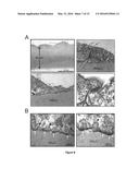 USE OF MESOTHELIAL CELLS IN TISSUE BIOENGINEERING AND ARTIFICIAL TISSUES diagram and image